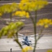 HMLA-369 Enhances Expeditionary Readiness During HOLF Training