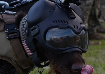 Coast Guard Maritime Security Response Team East K-9 Unit conducts training