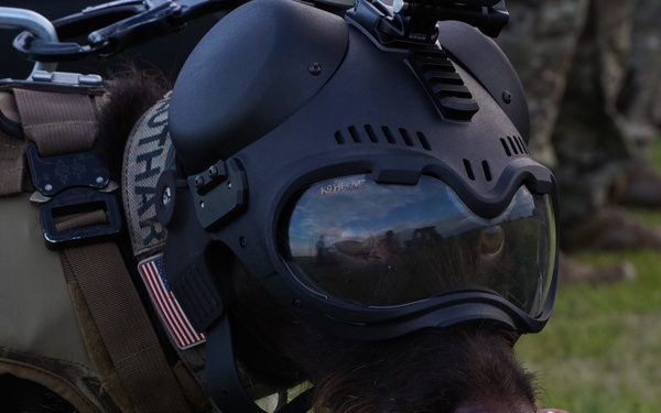Coast Guard Maritime Security Response Team East K-9 Unit conducts training