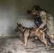 Airmen and military working dogs sharpen skills in high-intensity tactical drills