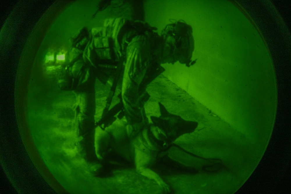 Airmen and military working dogs sharpen skills in high-intensity tactical drills
