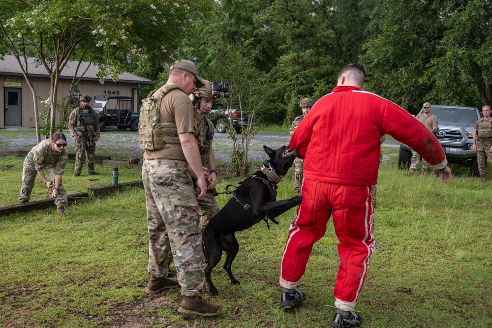 Airmen and military working dogs sharpen skills in high-intensity tactical drills