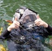 USFF Fleet Maintenance Officer Conducts Dive Inspection