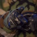 U.S., Colombian medical personnel partner during international exercise