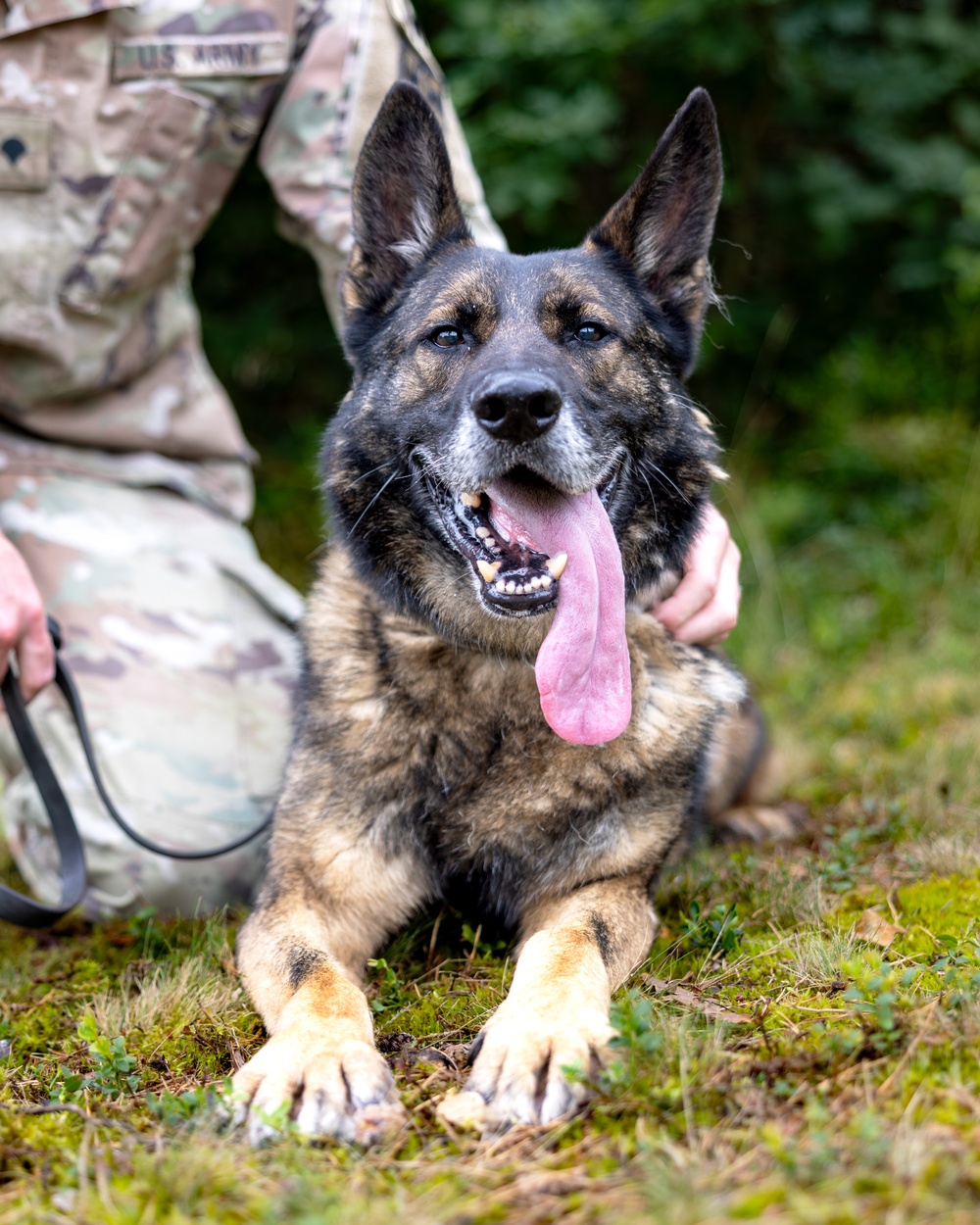 Grafenwöhr Dogs