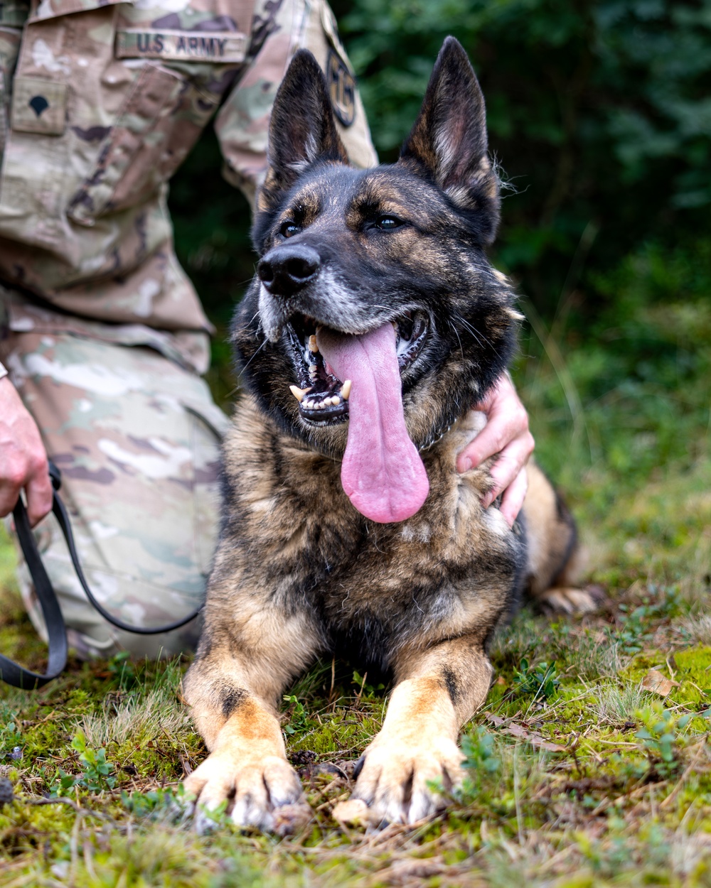 Grafenwöhr Dogs