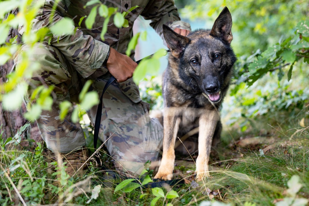 Grafenwöhr Dogs