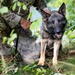Grafenwöhr Dogs