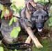 Grafenwöhr Dogs
