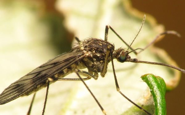 West Nile Virus cases on the rise