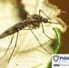 West Nile Virus cases on the rise