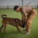 Camp Lemonnier MWD Team, Djiboutian National Police Enhance Partnership Through Joint Training