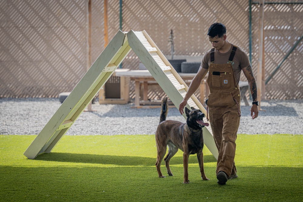 Camp Lemonnier MWD Team, Djiboutian National Police Enhance Partnership Through Joint Training