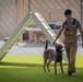 Camp Lemonnier MWD Team, Djiboutian National Police Enhance Partnership Through Joint Training