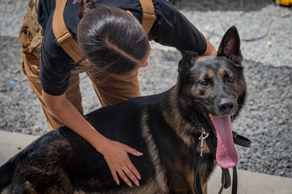 Camp Lemonnier MWD Team, Djiboutian National Police Enhance Partnership Through Joint Training