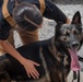 Camp Lemonnier MWD Team, Djiboutian National Police Enhance Partnership Through Joint Training