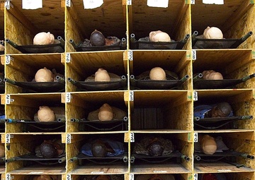 Tracking Dummies: Soldier ensures 1,500 bodies show up wounded where and when they are supposed to be