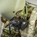 CBRNE training at Fort Custer Northern Strike 25-2