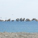 2/23 and ROK Marines Secure Beachhead during Amphibious Assault at KMEP 25.2