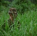 New Zealand Defence Force trains alongside 1-38 Infantry during situational exercise in Republic of Korea
