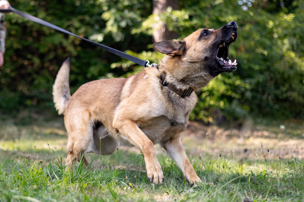 Dogs of Grafenwöhr