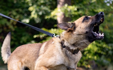 Dogs of Grafenwöhr