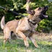 Dogs of Grafenwöhr