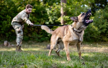 Dogs of Grafenwöhr