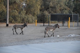 Wild burros require caution from Yuma Proving Ground motorists