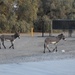 Wild burros require caution from Yuma Proving Ground motorists