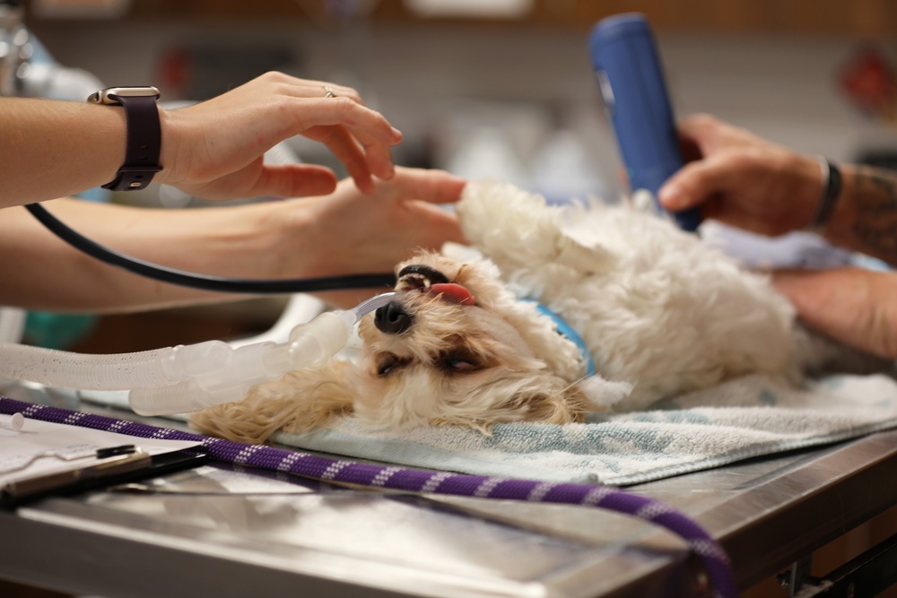 Army Reserve Soldiers provide veterinary services for the local community during Health Broome