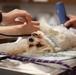 Army Reserve Soldiers provide veterinary services for the local community during Health Broome