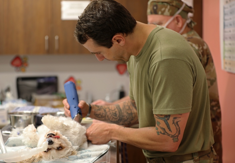 Army Reserve Soldiers provide veterinary services for the local community during Health Broome