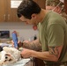 Army Reserve Soldiers provide veterinary services for the local community during Health Broome