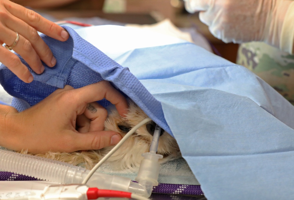 Army Reserve Soldiers provide veterinary services for the local community during Health Broome