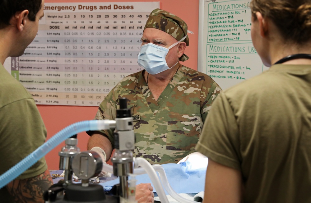 Army Reserve Soldiers provide veterinary services for the local community during Health Broome
