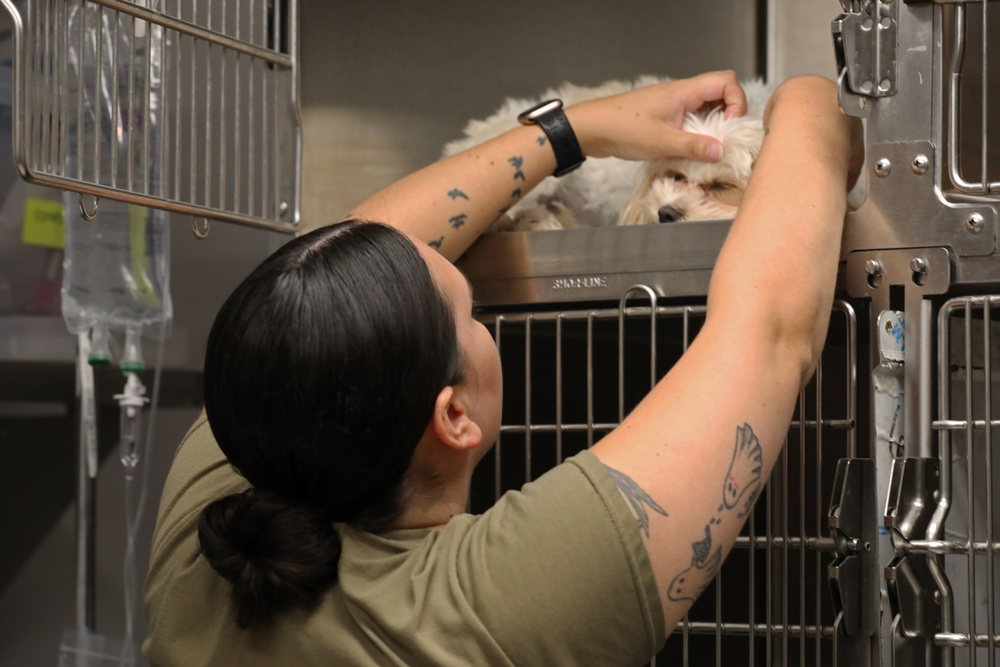 Army Reserve Soldiers provide veterinary services for the local community during Health Broome