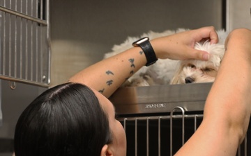 Army Reserve Soldiers provide veterinary services for the local community during Health Broome