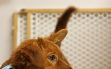 Army Reserve Soldiers provide veterinary services for the local community during Health Broome