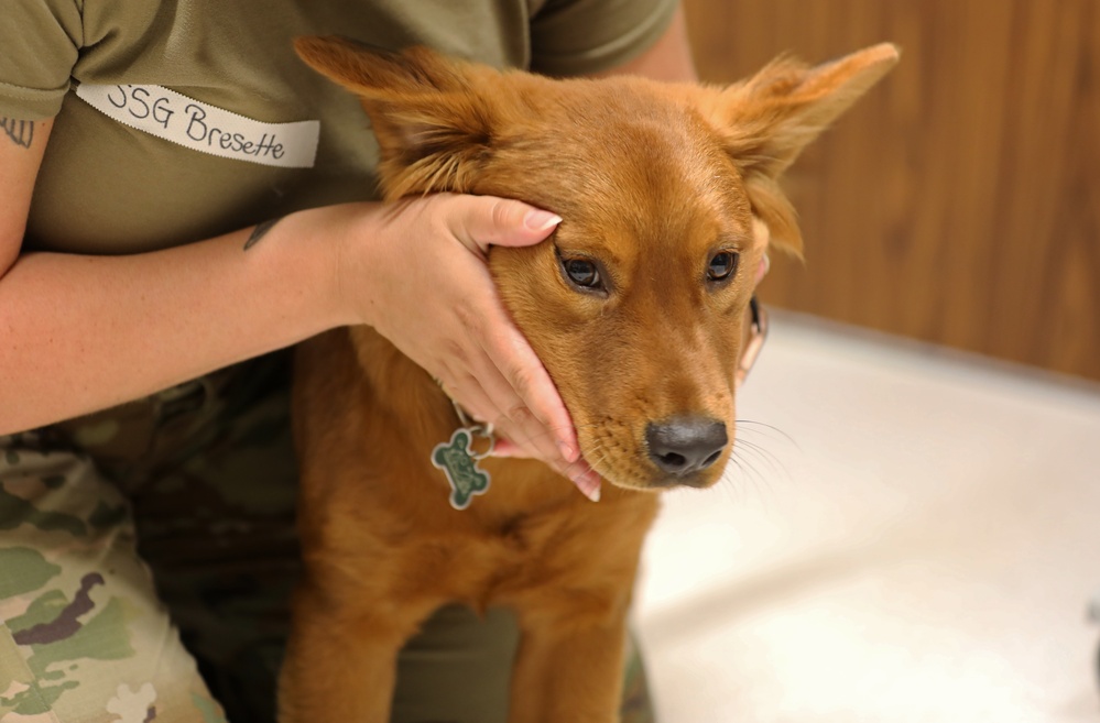 Army Reserve Soldiers provide veterinary services for the local community during Health Broome