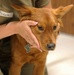 Army Reserve Soldiers provide veterinary services for the local community during Health Broome