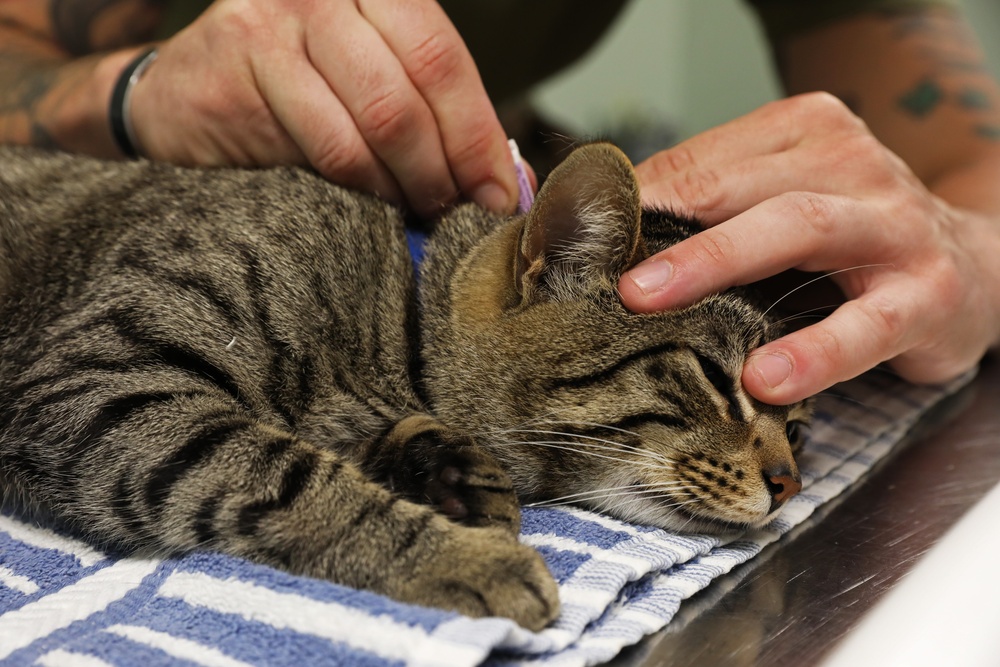 Army Reserve Soldiers provide veterinary services for the local community during Health Broome