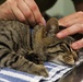 Army Reserve Soldiers provide veterinary services for the local community during Health Broome