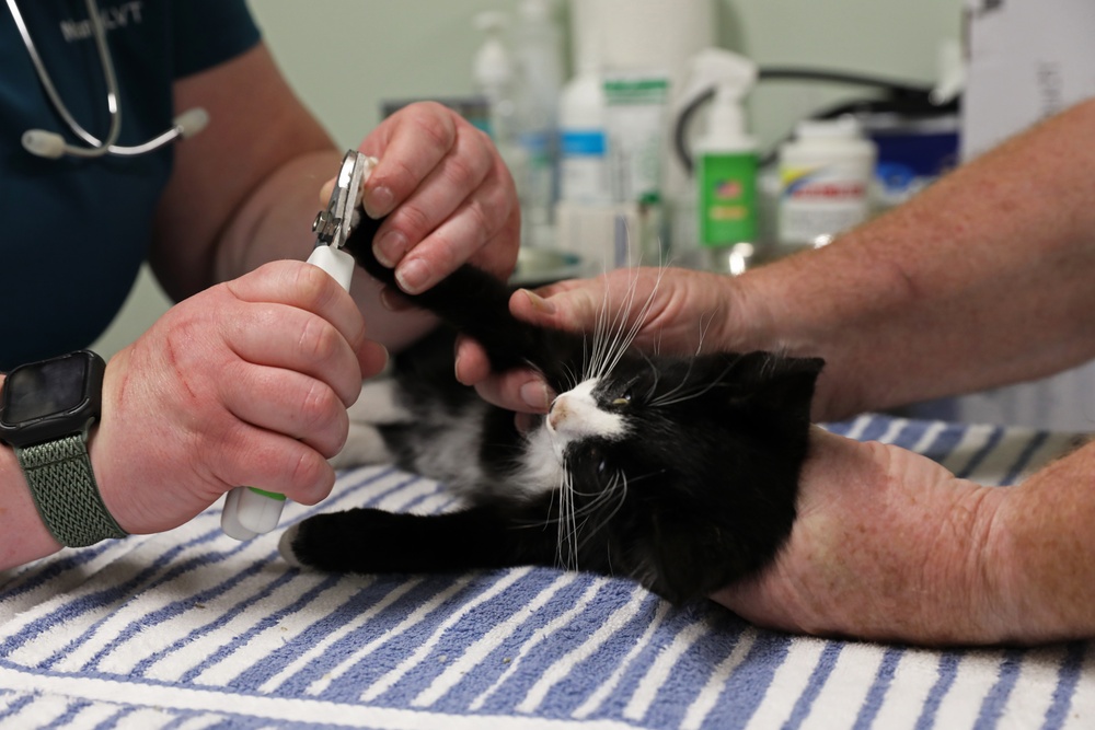 Army Reserve Soldiers provide veterinary services for the local community during Health Broome