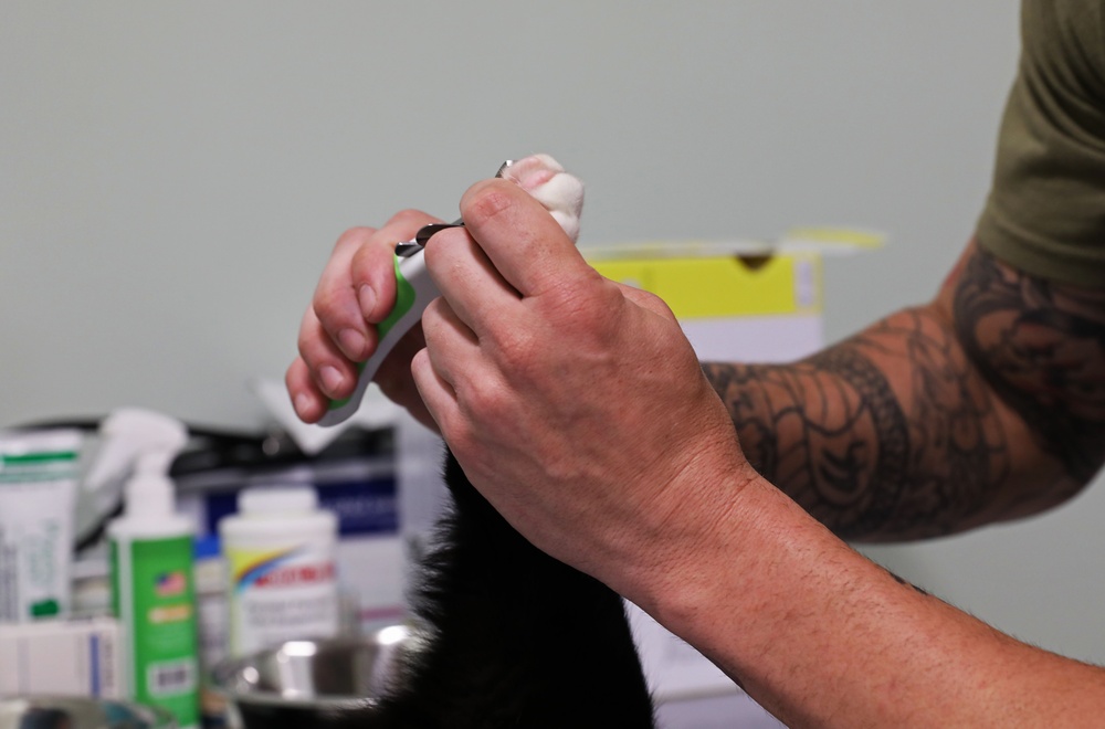 Army Reserve Soldiers provide veterinary services for the local community during Health Broome