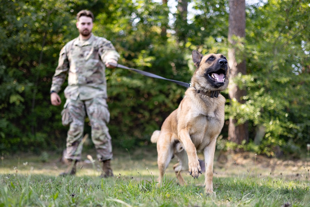 Dogs of Grafenwöhr