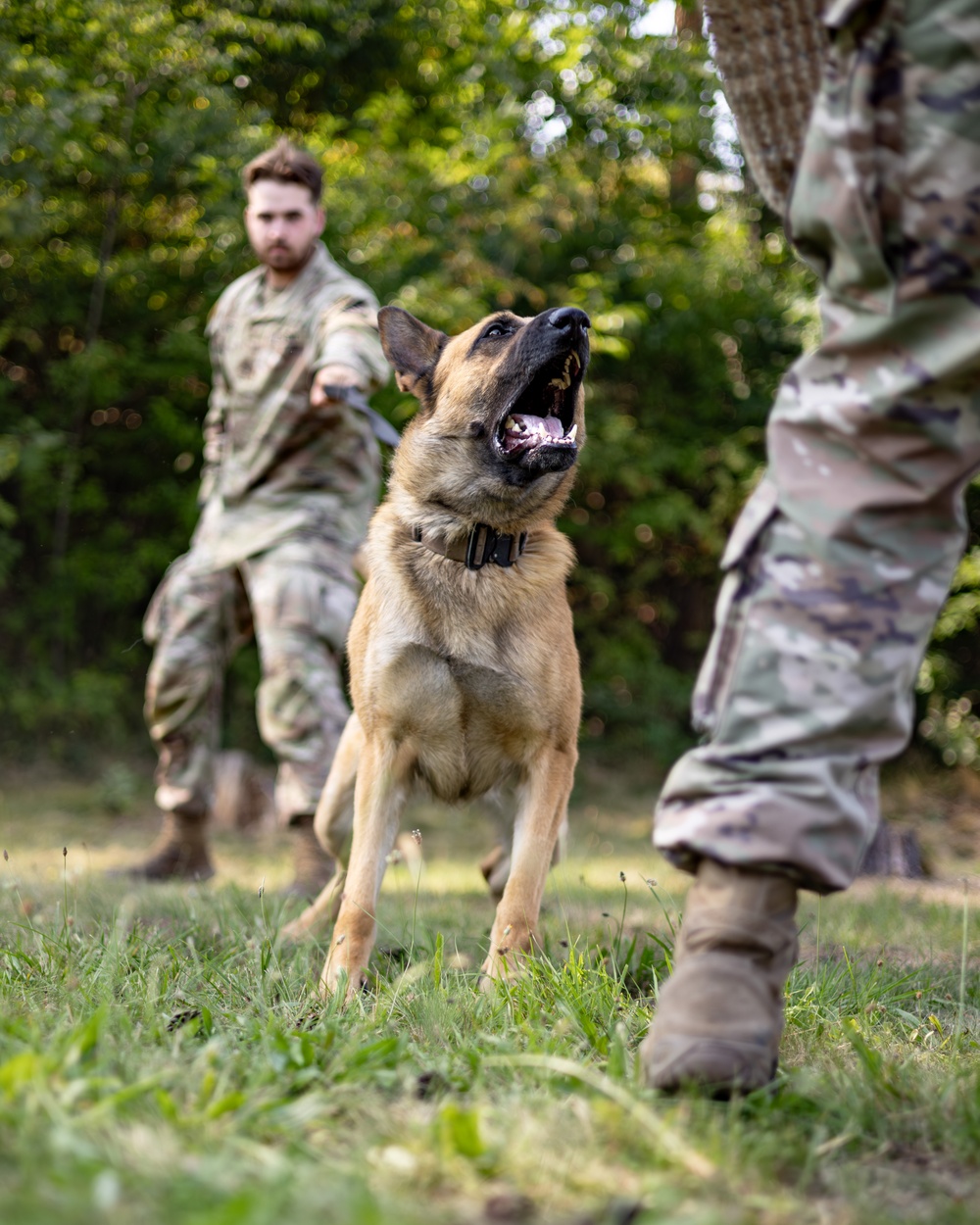 Dogs of Grafenwöhr