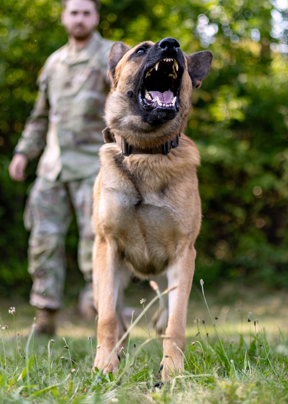 Dogs of Grafenwöhr