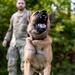 Dogs of Grafenwöhr