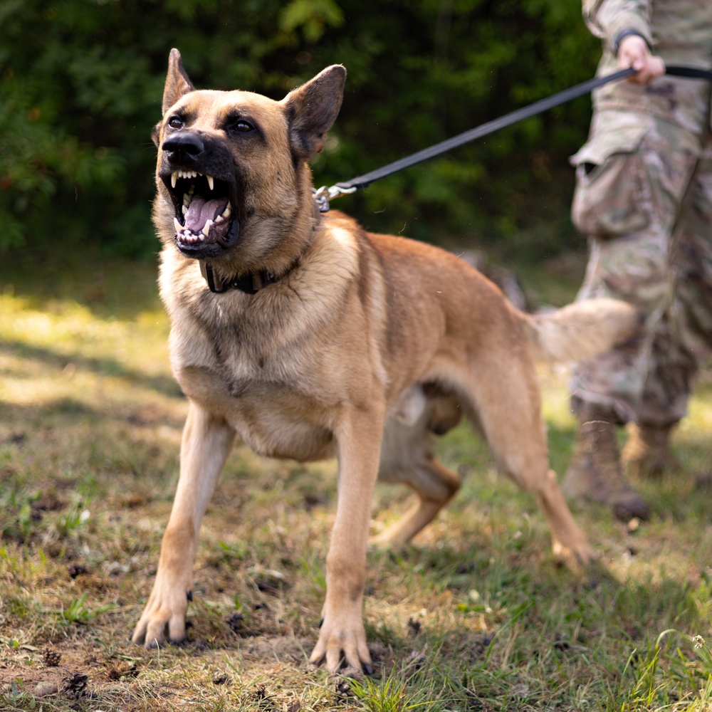 Dogs of Grafenwöhr